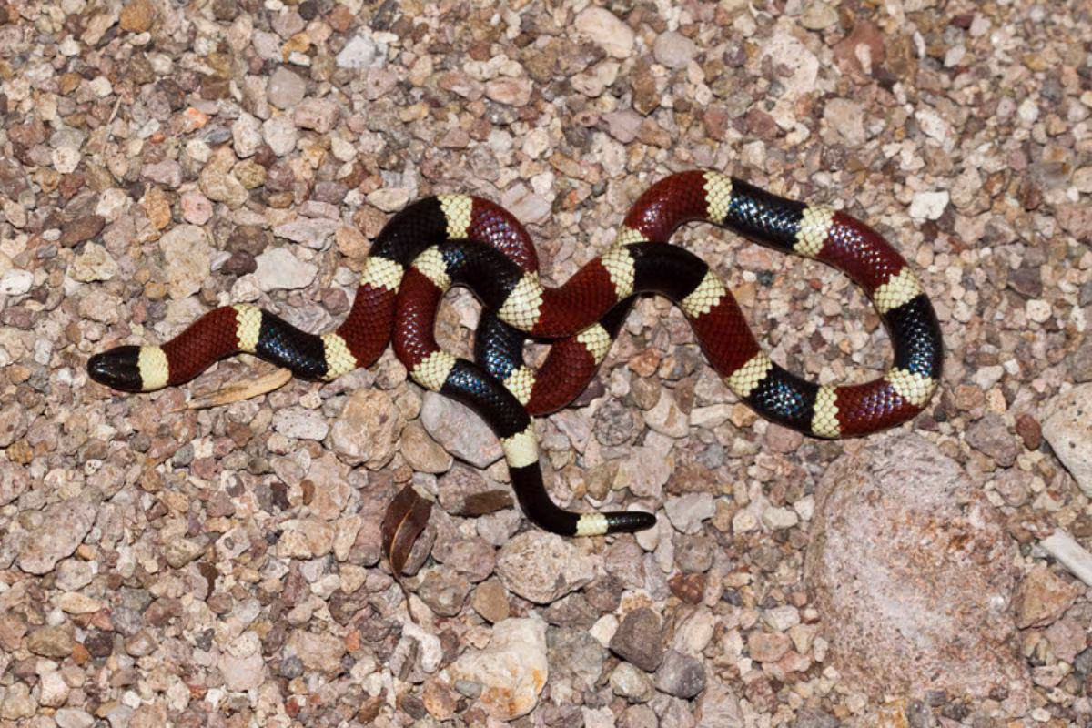 Micruroides euryxanthus