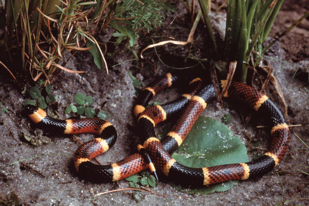 Micrurus laticollaris